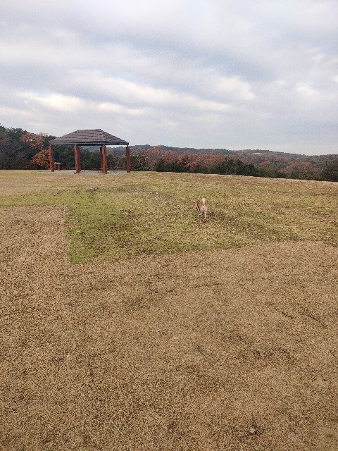 f:id:shibainumugi:20241215145751j:image