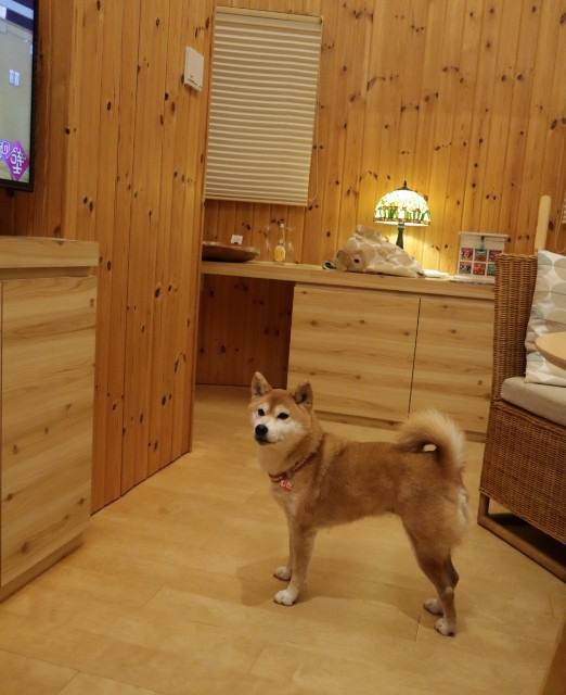 f:id:shibainumugi:20241215145917j:image