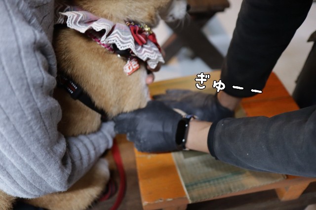 f:id:shibainumugi:20241215150542j:image