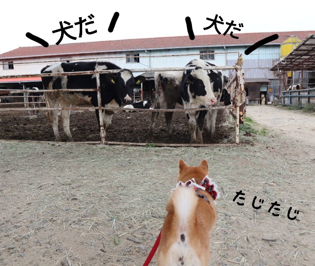 f:id:shibainumugi:20241215153045j:image