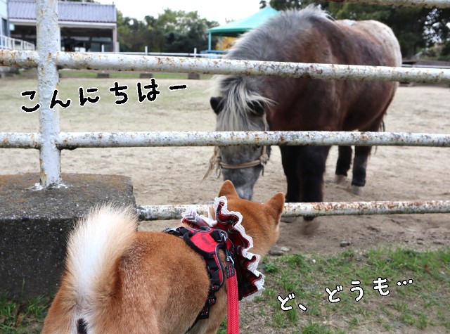 f:id:shibainumugi:20241215153052j:image