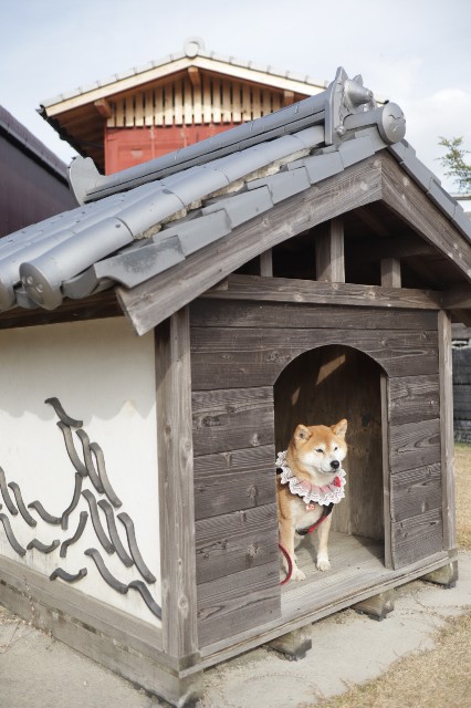 f:id:shibainumugi:20241215203709j:image
