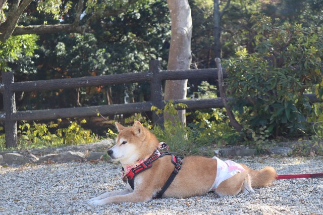 f:id:shibainumugi:20241217210744j:image