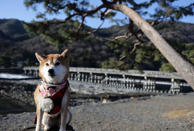 f:id:shibainumugi:20250102151804j:image