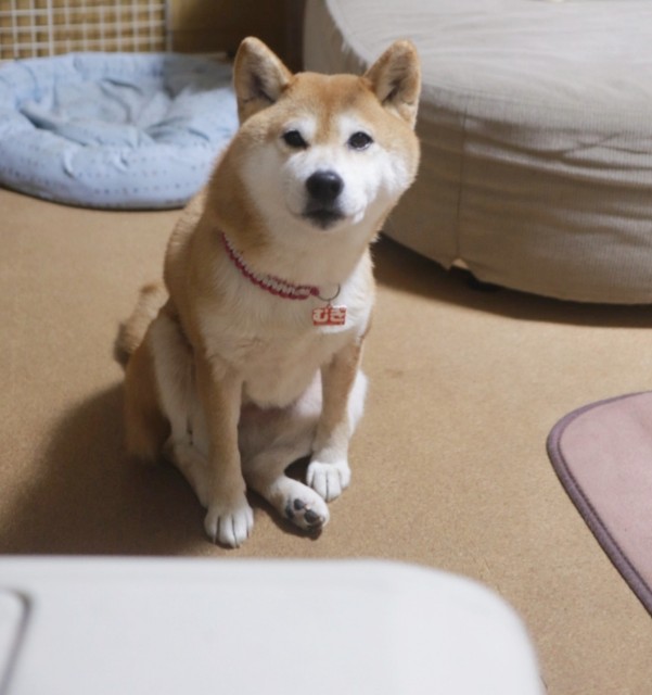 f:id:shibainumugi:20250109100445j:image