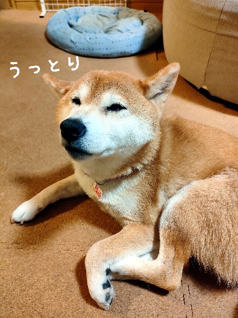 f:id:shibainumugi:20250109100753j:image