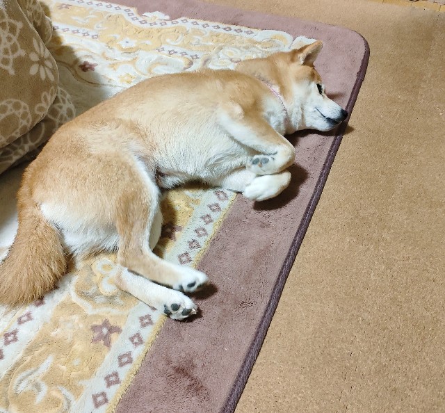 f:id:shibainumugi:20250109181519j:image