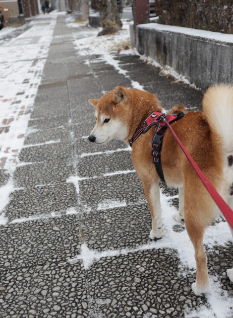 f:id:shibainumugi:20250208111244j:image