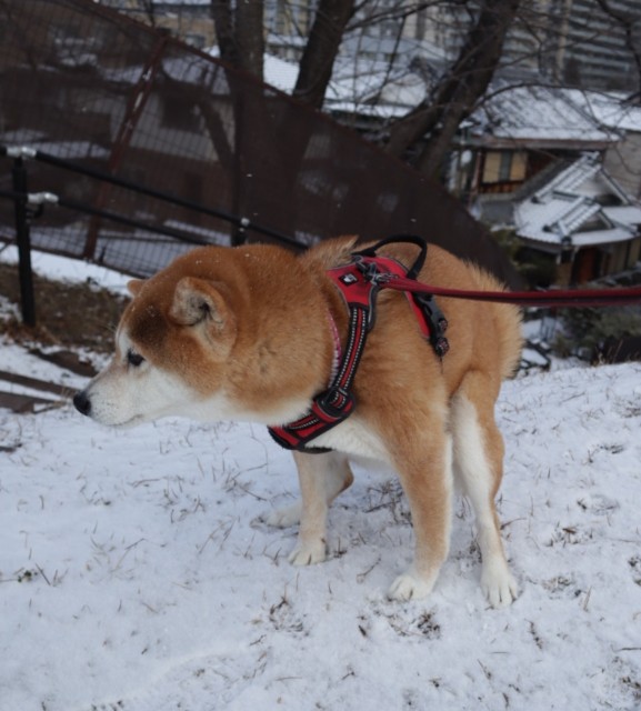 f:id:shibainumugi:20250208112108j:image
