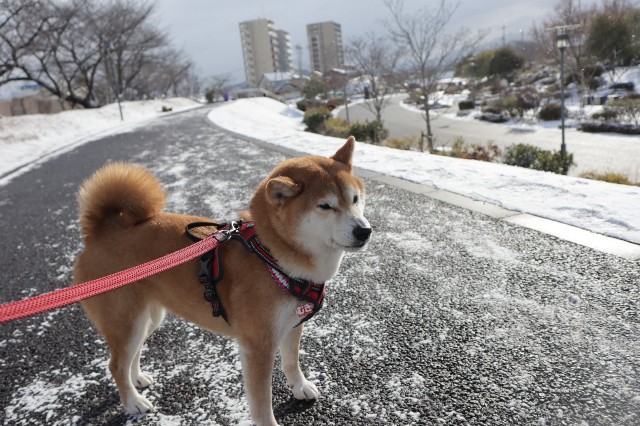 f:id:shibainumugi:20250208112718j:image