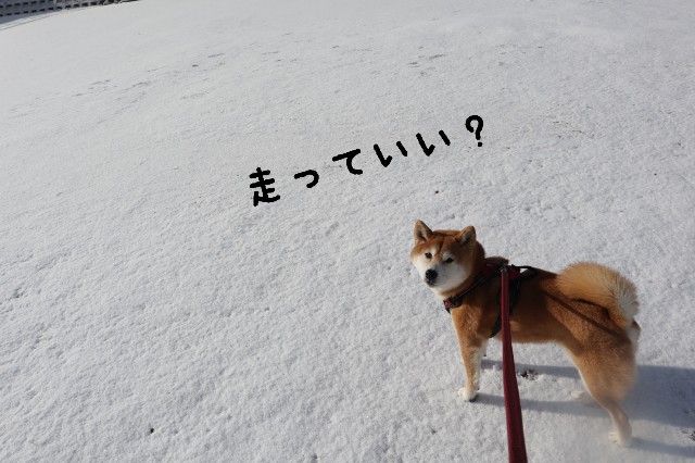 f:id:shibainumugi:20250208113726j:image