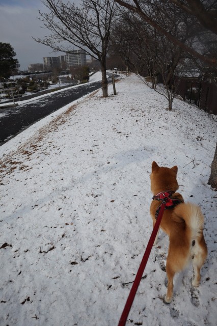 f:id:shibainumugi:20250208114346j:image
