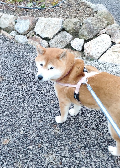 f:id:shibainumugi:20250303210935j:image