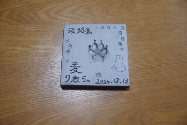 f:id:shibainumugi:20250303212047j:image