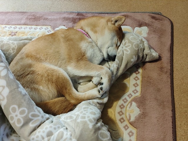 f:id:shibainumugi:20250303230255j:image