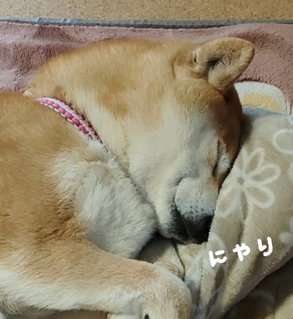 f:id:shibainumugi:20250303230326j:image