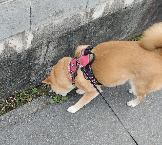 f:id:shibainumugi:20250315104700j:image