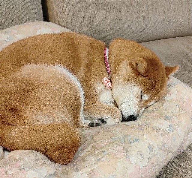 f:id:shibainumugi:20250315104811j:image