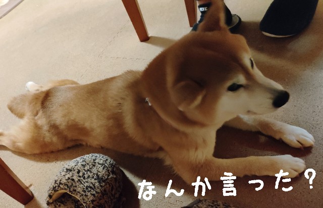 f:id:shibainumugi:20250315105054j:image
