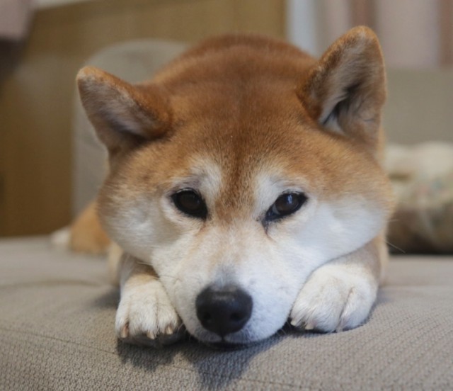 f:id:shibainumugi:20250406160351j:image