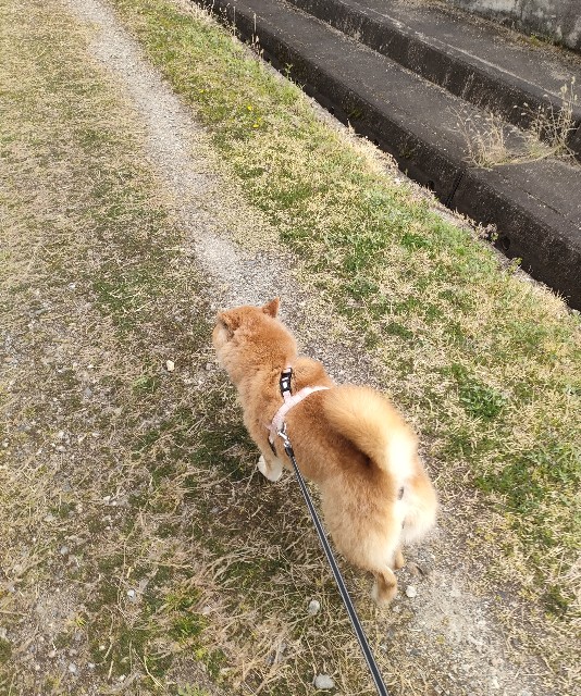 f:id:shibainumugi:20250406160410j:image