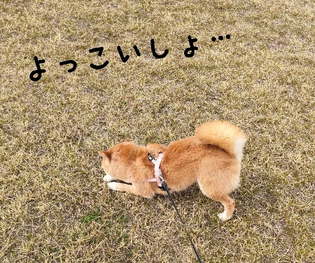 f:id:shibainumugi:20250406160927j:image