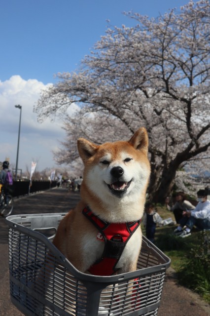 f:id:shibainumugi:20250411145253j:image