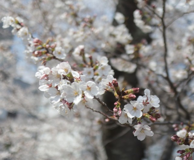 f:id:shibainumugi:20250411145319j:image