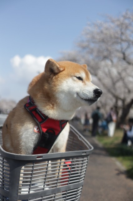 f:id:shibainumugi:20250411145336j:image