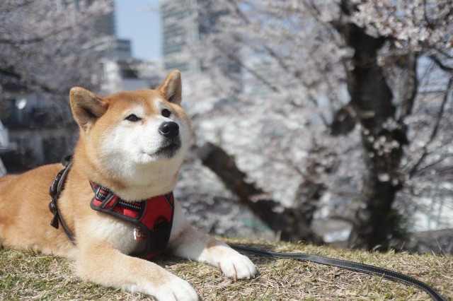 f:id:shibainumugi:20250411145353j:image