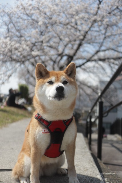 f:id:shibainumugi:20250411145411j:image