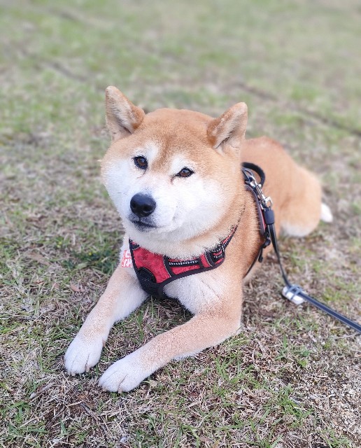 f:id:shibainumugi:20250423175211j:image