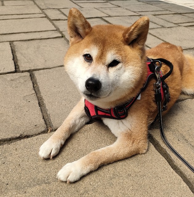 f:id:shibainumugi:20250505150859j:image
