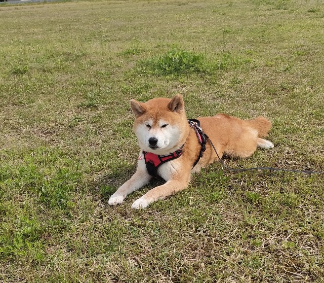 f:id:shibainumugi:20250505150930j:image