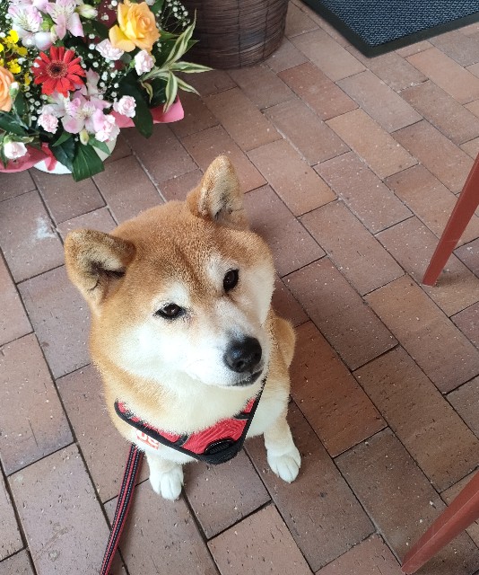 f:id:shibainumugi:20250505151113j:image