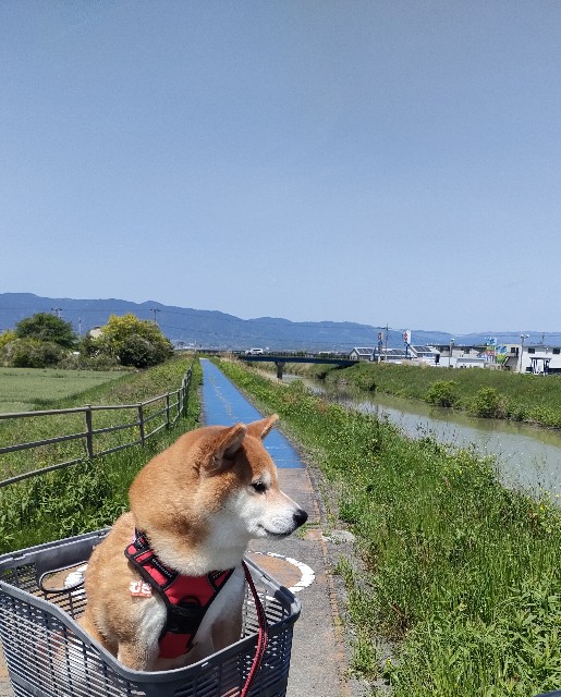 f:id:shibainumugi:20250505151311j:image