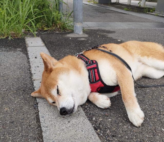 f:id:shibainumugi:20250518101326j:image