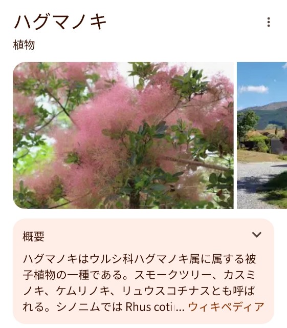 f:id:shibainumugi:20250528145639j:image