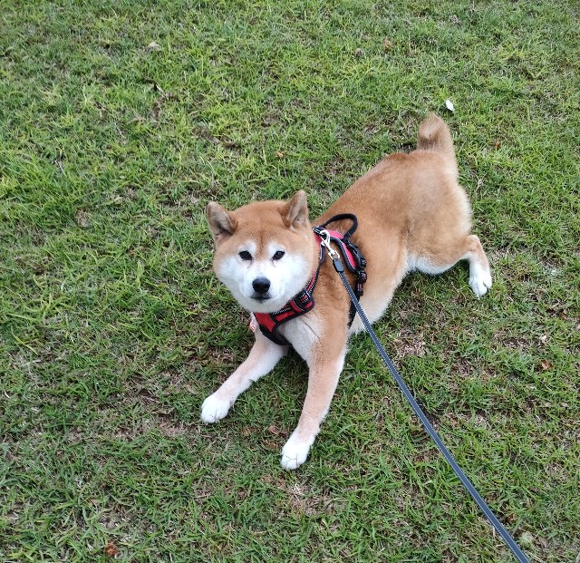 f:id:shibainumugi:20250528181649j:image