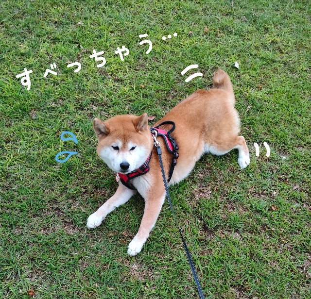f:id:shibainumugi:20250528183016j:image