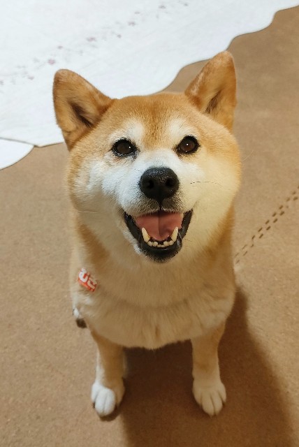 f:id:shibainumugi:20250619225848j:image