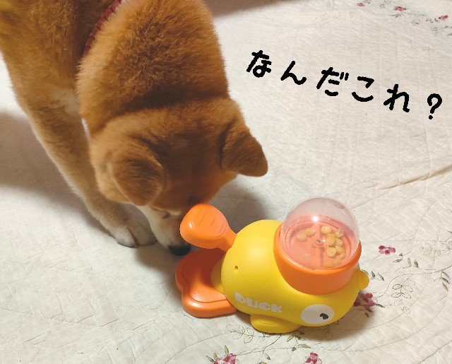 f:id:shibainumugi:20250626231654j:image