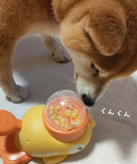 f:id:shibainumugi:20250626231738j:image
