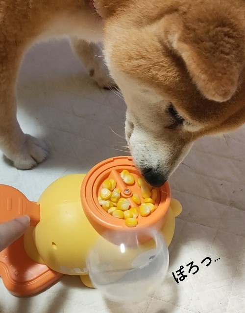f:id:shibainumugi:20250626231757j:image