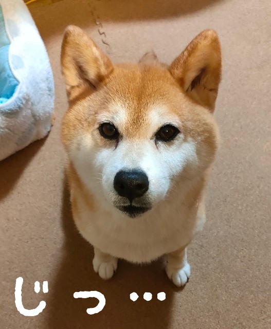 f:id:shibainumugi:20250712114028j:image