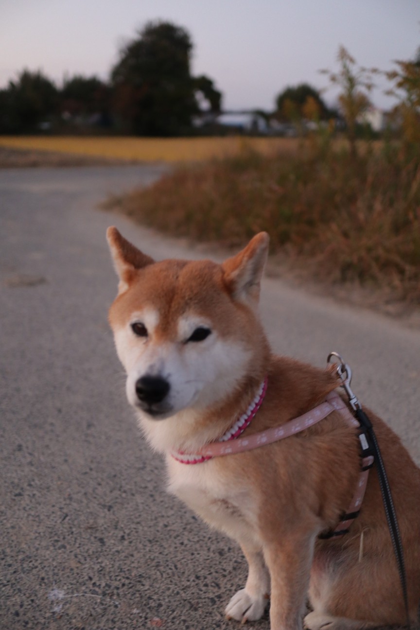 f:id:shibainumugi:20251122111012j:image
