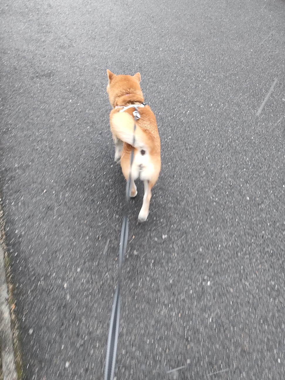 f:id:shibainumugi:20260120180124j:image