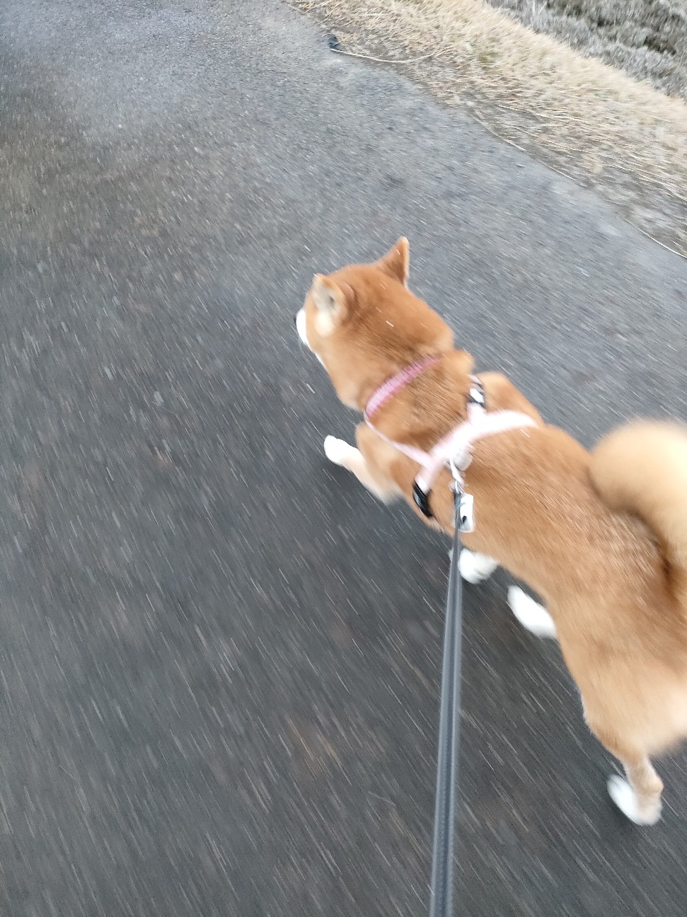 f:id:shibainumugi:20260120180140j:image