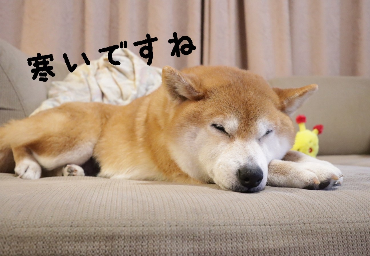 f:id:shibainumugi:20260209203206j:image