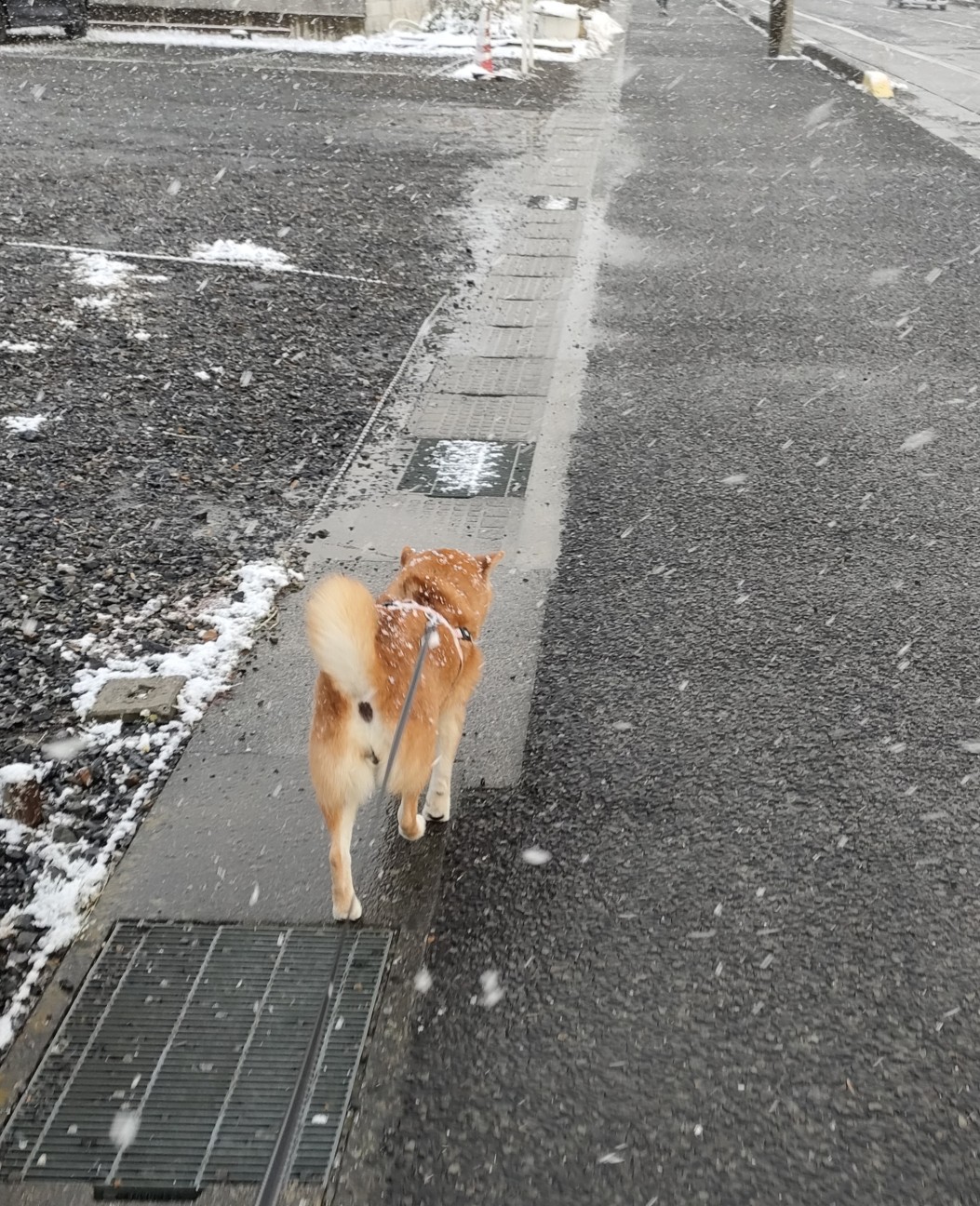 f:id:shibainumugi:20260209203208j:image